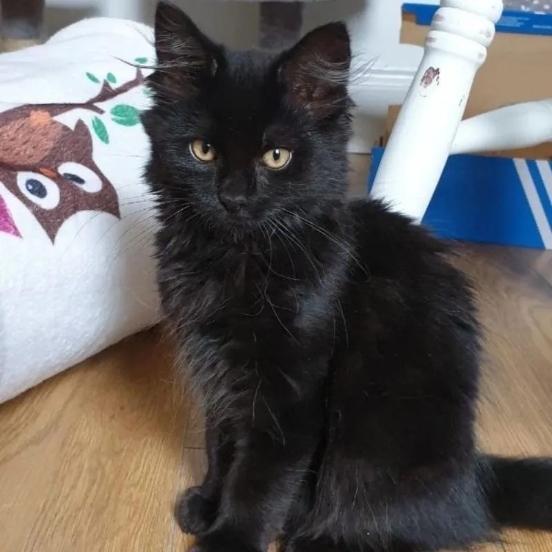 Apollo Cat Sitting Service Bristol