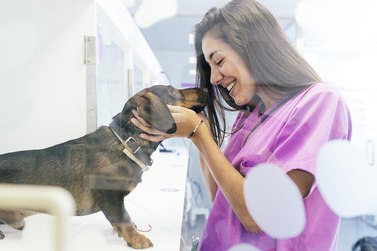 Golden Valley Vets
