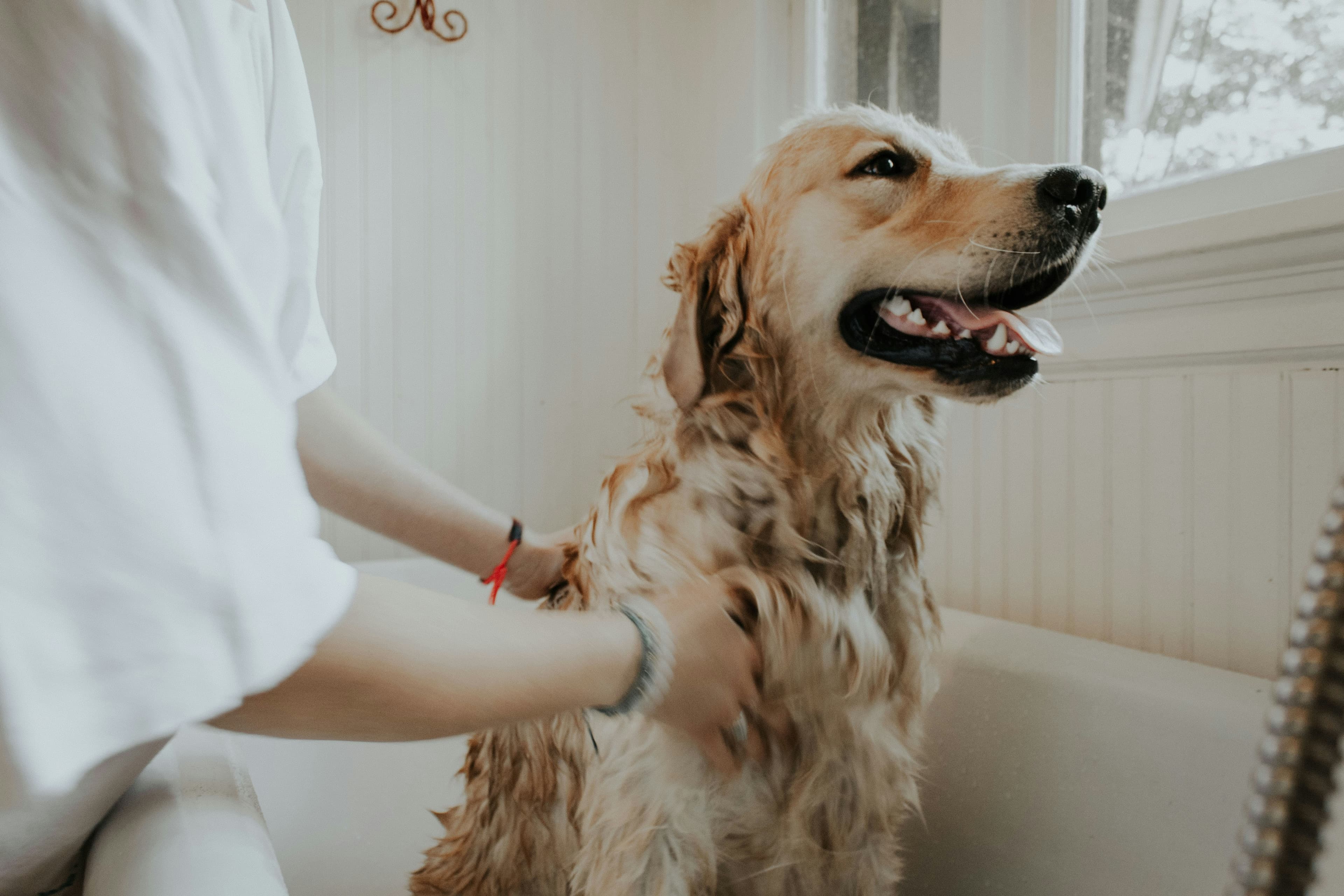 GiGi's Dog Grooming