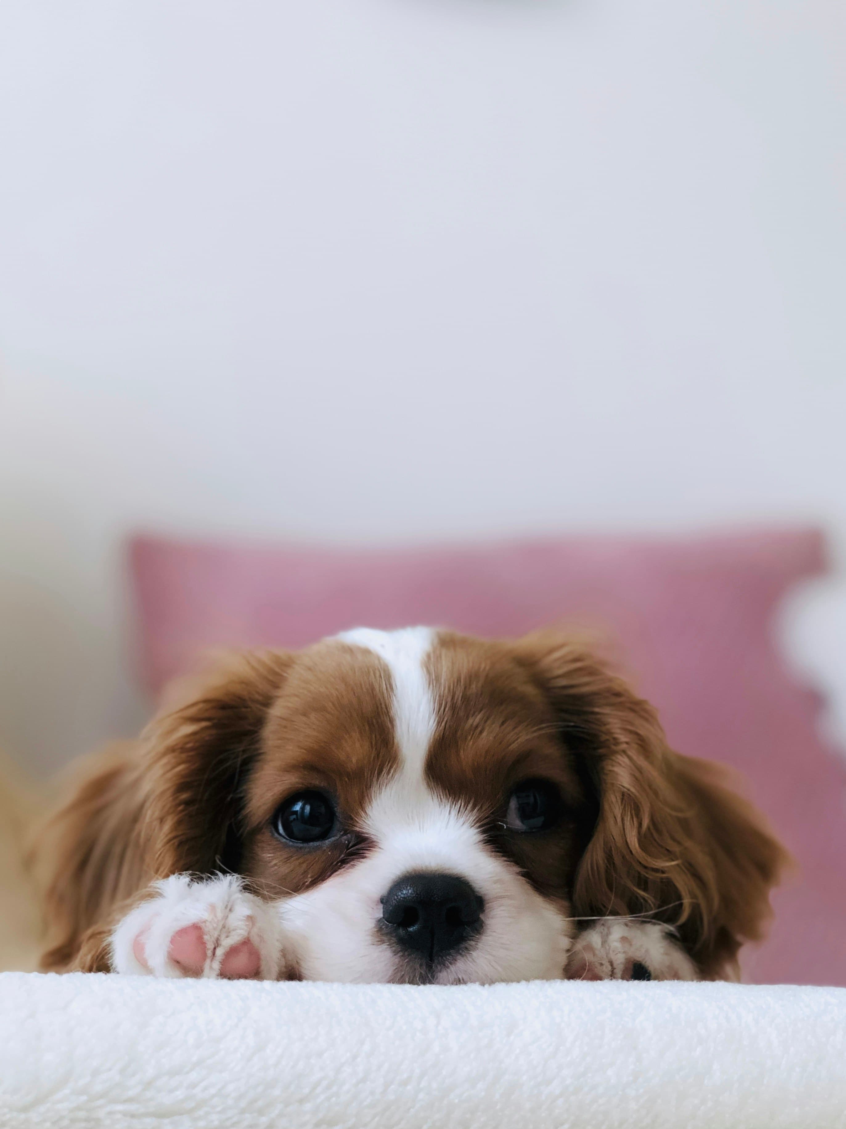Petpals Cardiff