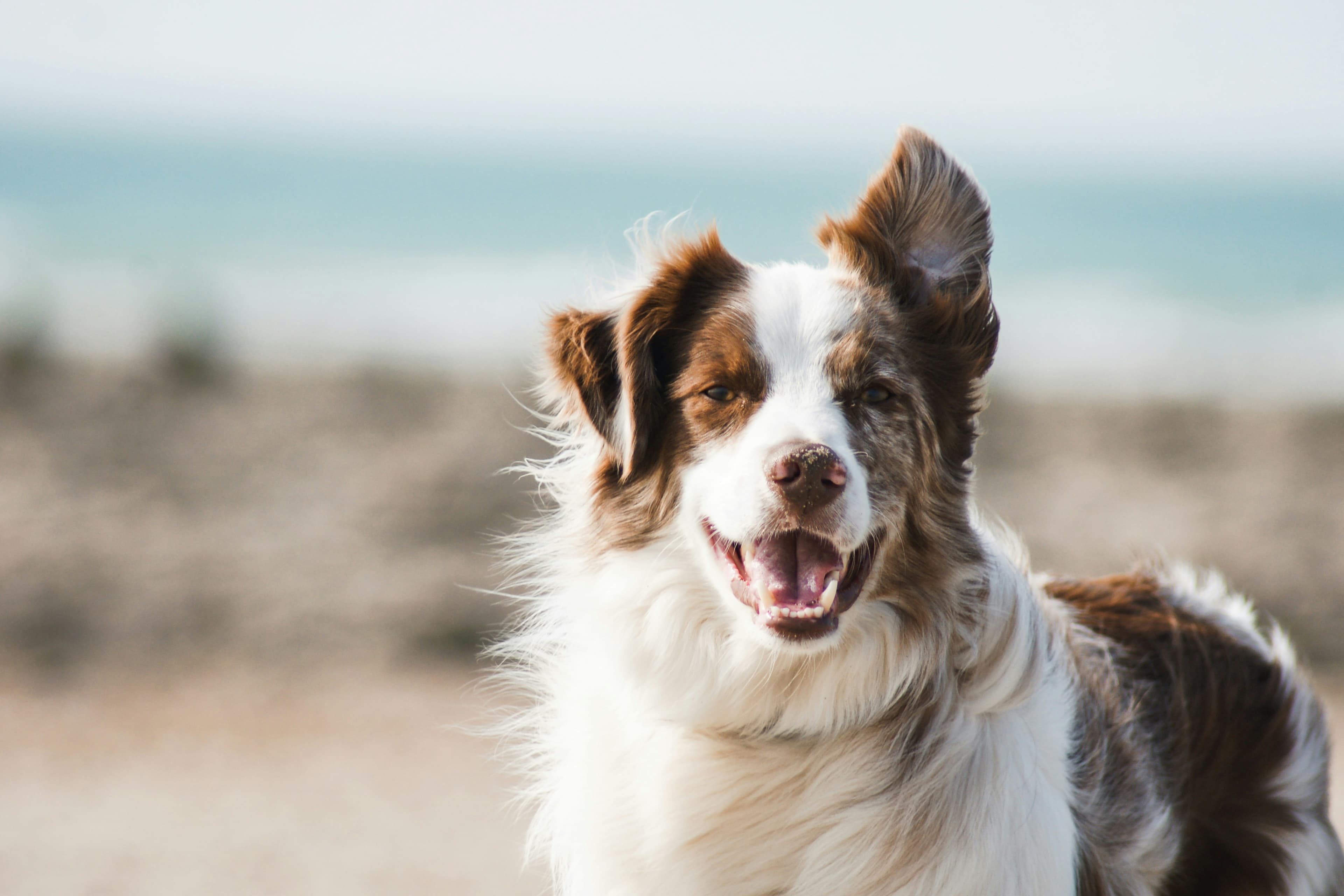 Sleek & Chic Dog Grooming