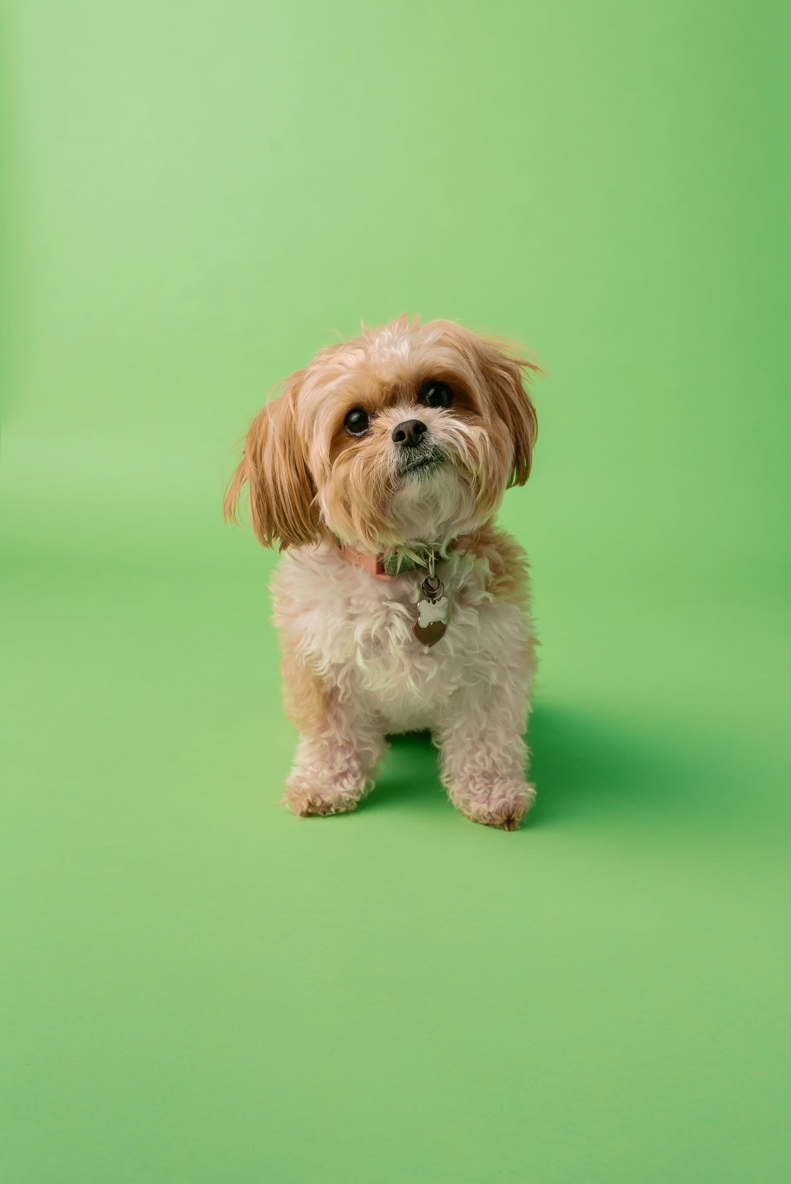Downs Veterinary Practice
