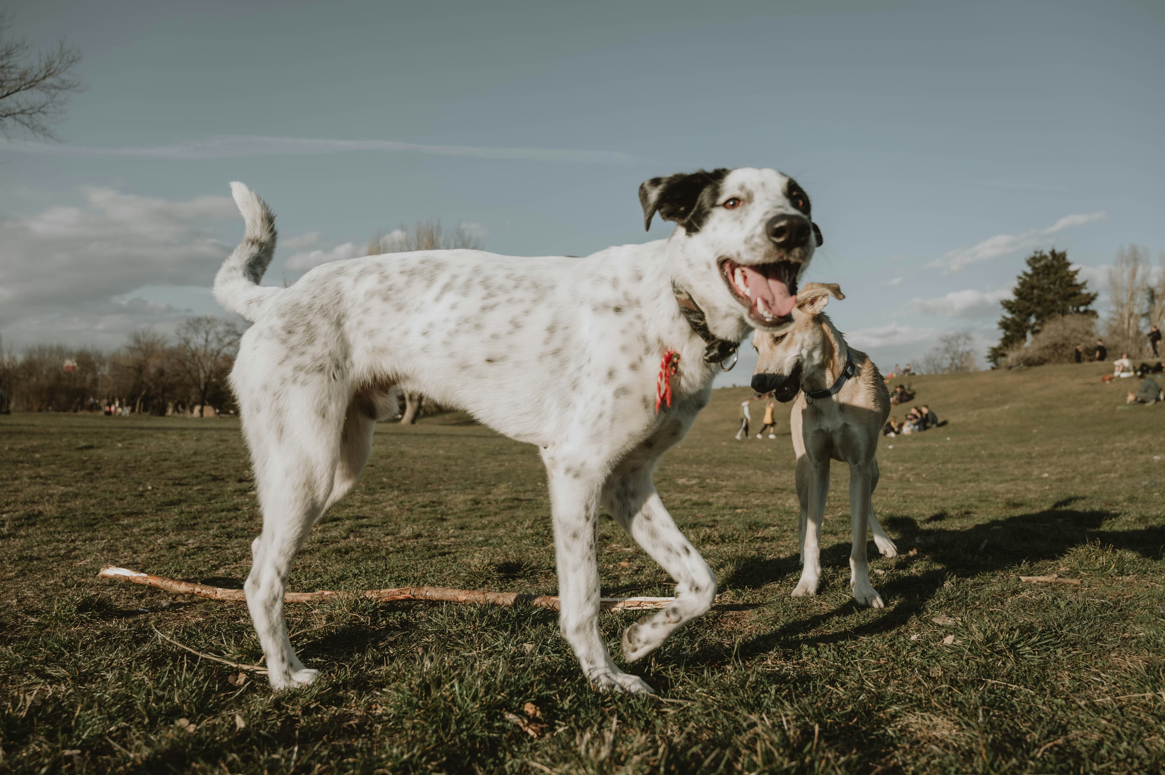 Pawtastic Dog Services