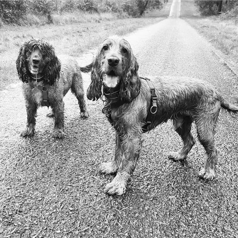 The Woofle House - Bracknell