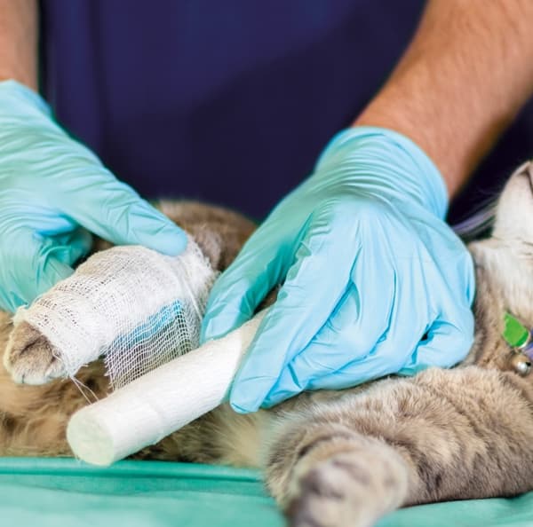 Vets4Pets Portishead
