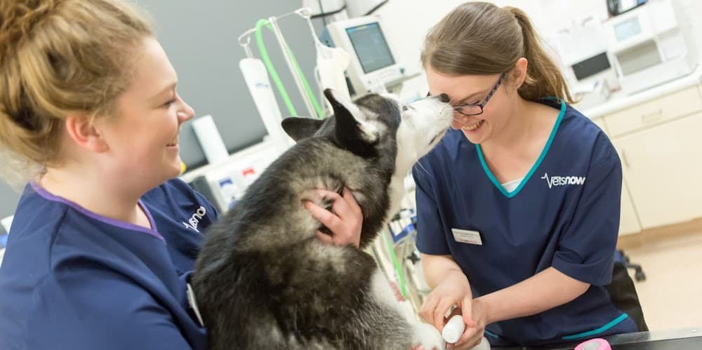 Vets Now - Bath