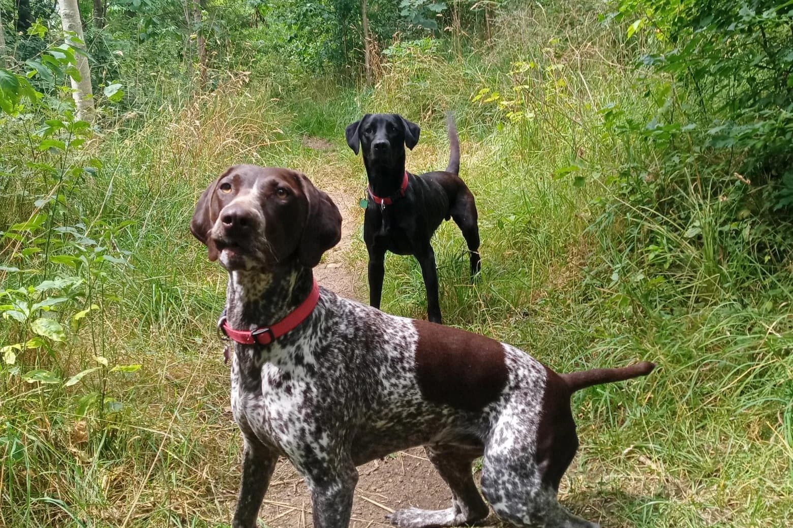 Hound & Horse: EST 2013