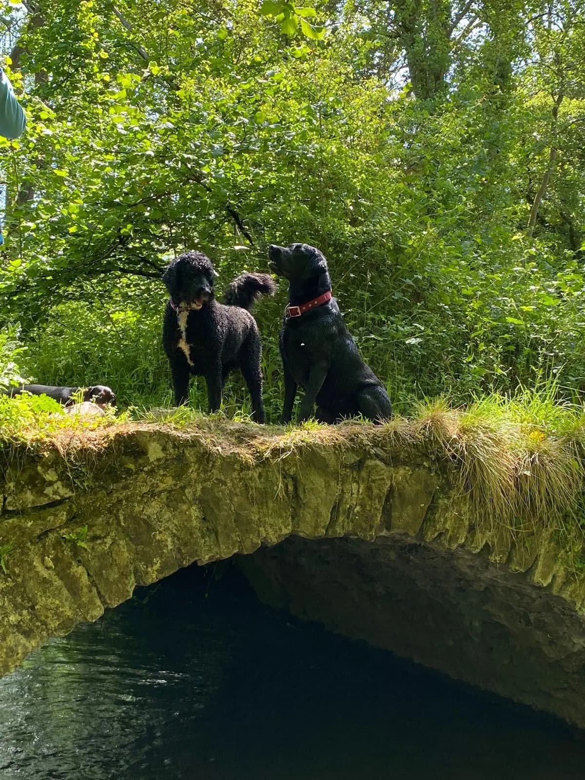 Friends for Pets® - Bath