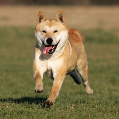 Overhill Kennels