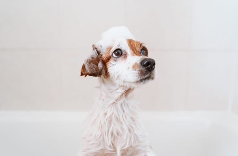 The Village Dog Wash - Bosham
